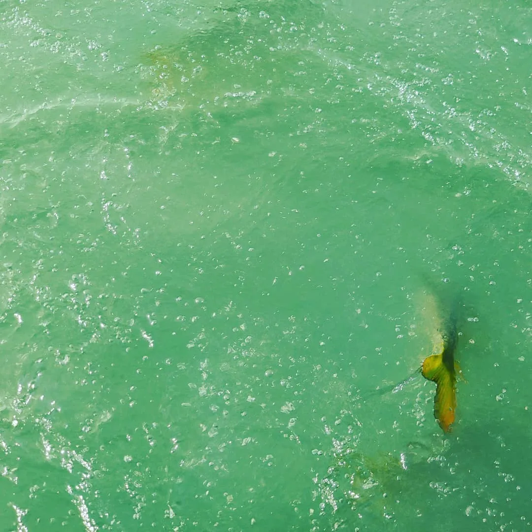 The turquoise and emerald green waters of both rivers have rather big fishes in their freezing cold waters
