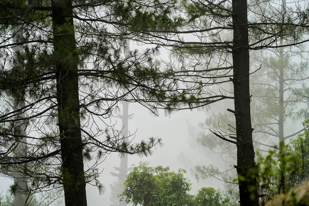 कोहरा या बादल?