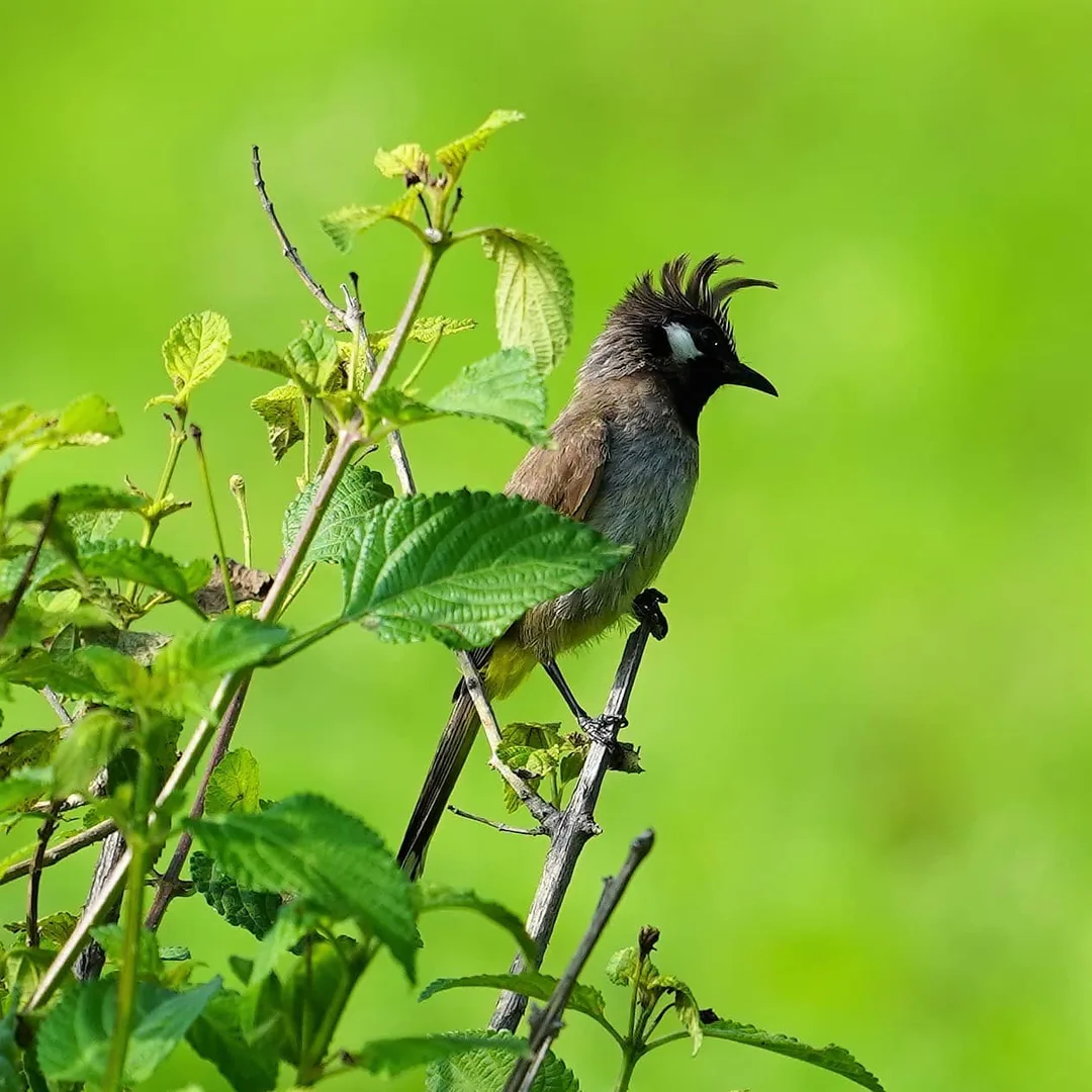 Kindly appreciate the funky hairstyle of the Himalayan #Bulbul बुलबुल