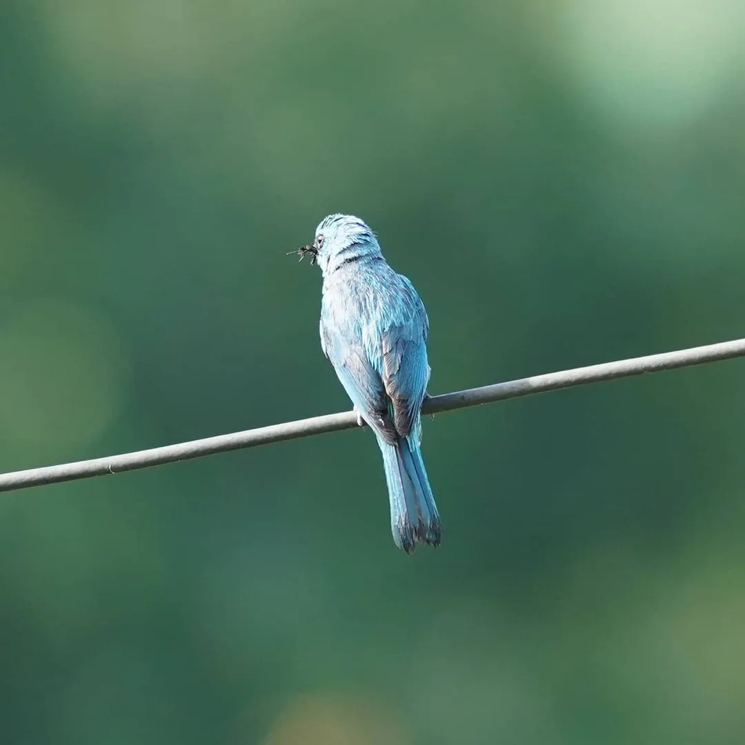 The Verditer Flycatcher, with what else but a fly in its mouth