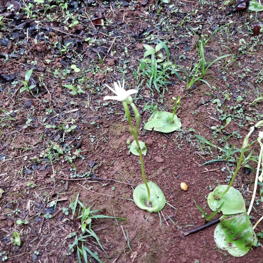 This is a complete #plant in six inches. Leaf, stem, #flower.

Life has tremendous #zeal to exist. It will sprout anywhere. And then reproduce in the blink of an eye.

And yet we a