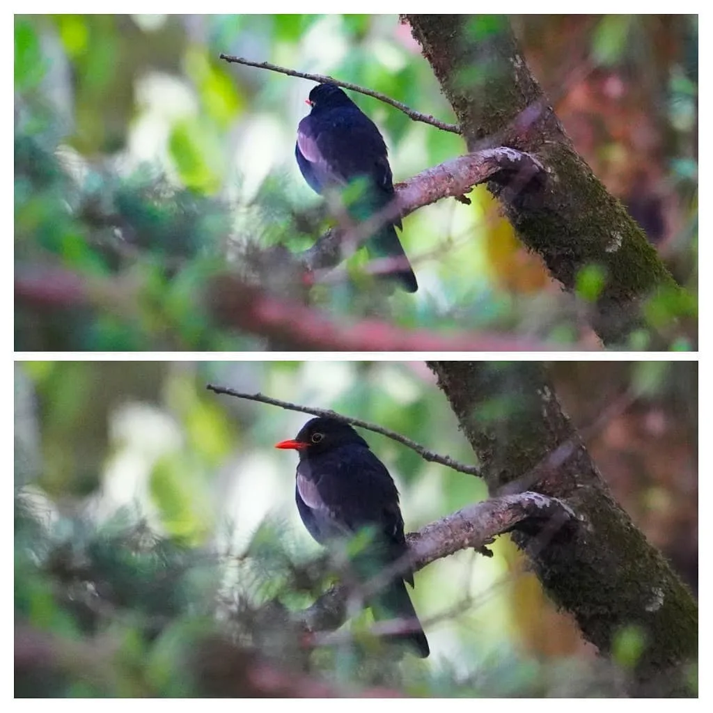 The Grey-winged Blackbird. We got attacked by leeches while photographing this guy.