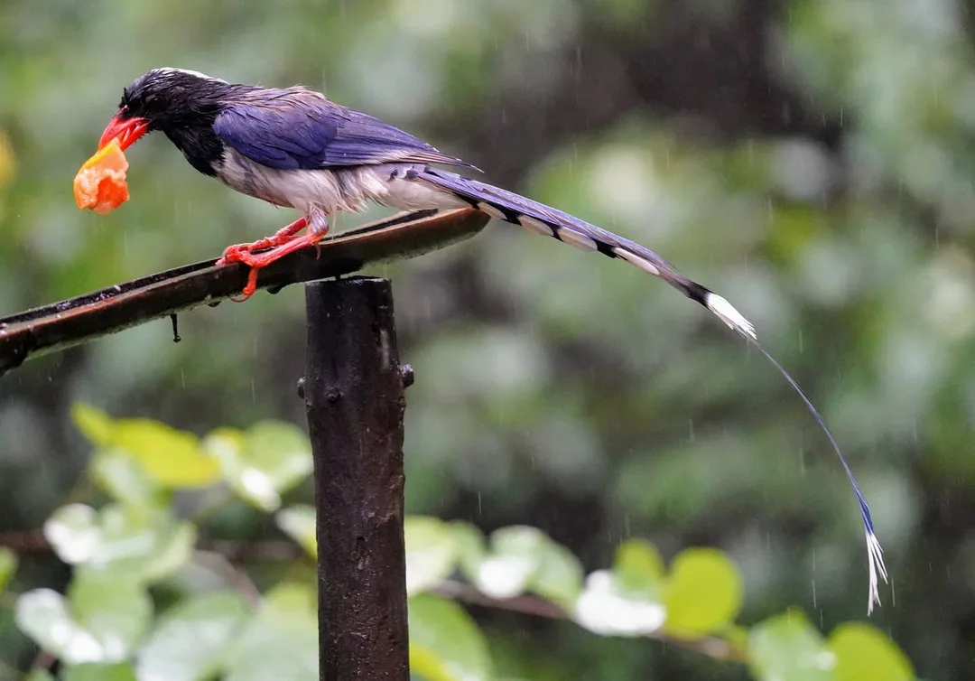 Behold the long tail of the Red-billed Blue Magpie