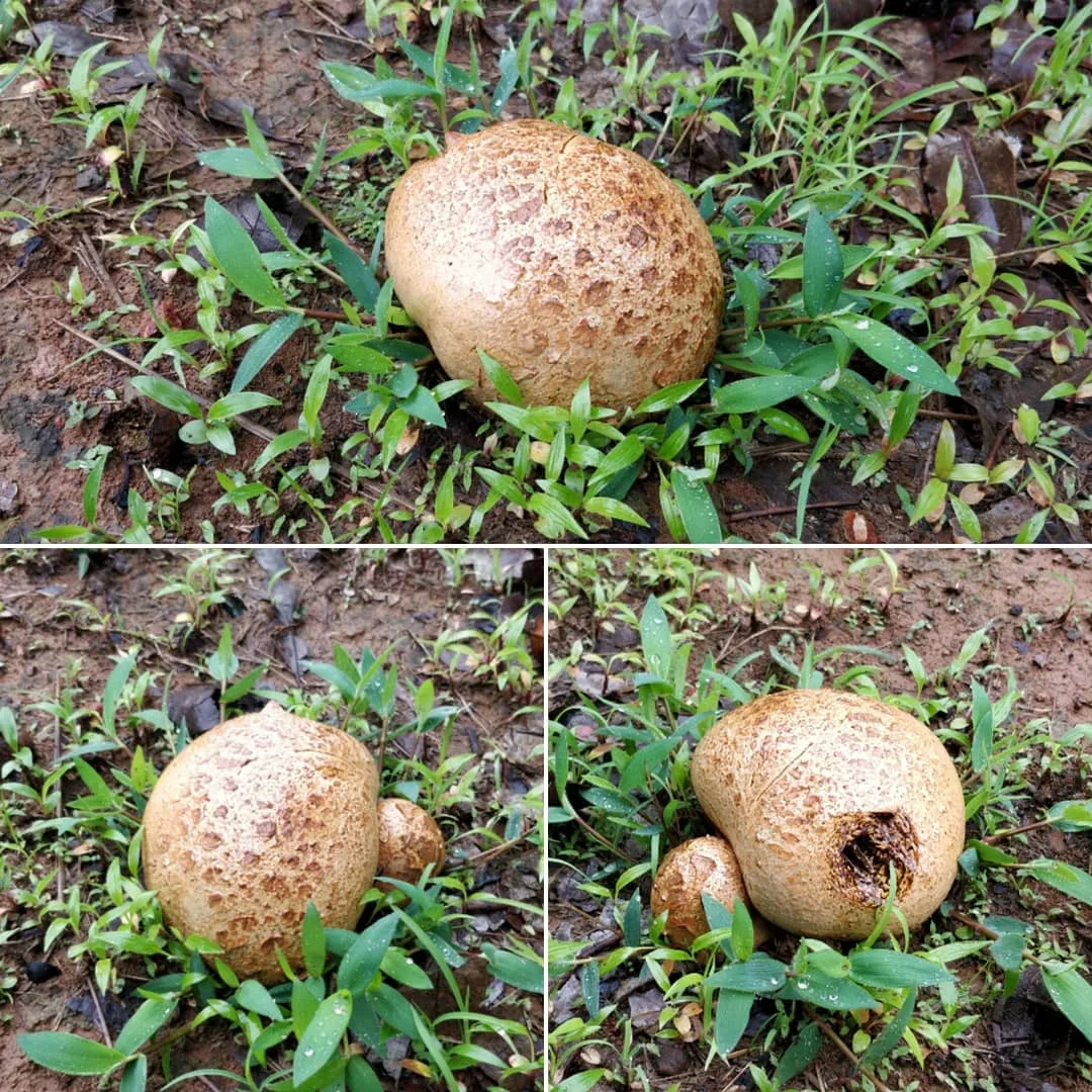 Because you people like #mushrooms so much. This one is big, fat and fixed on the ground.