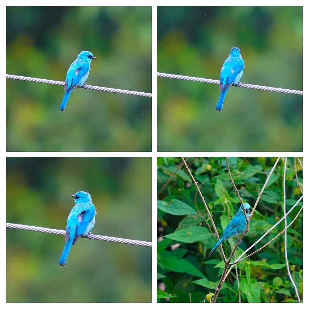 The Verditer Flycatcher