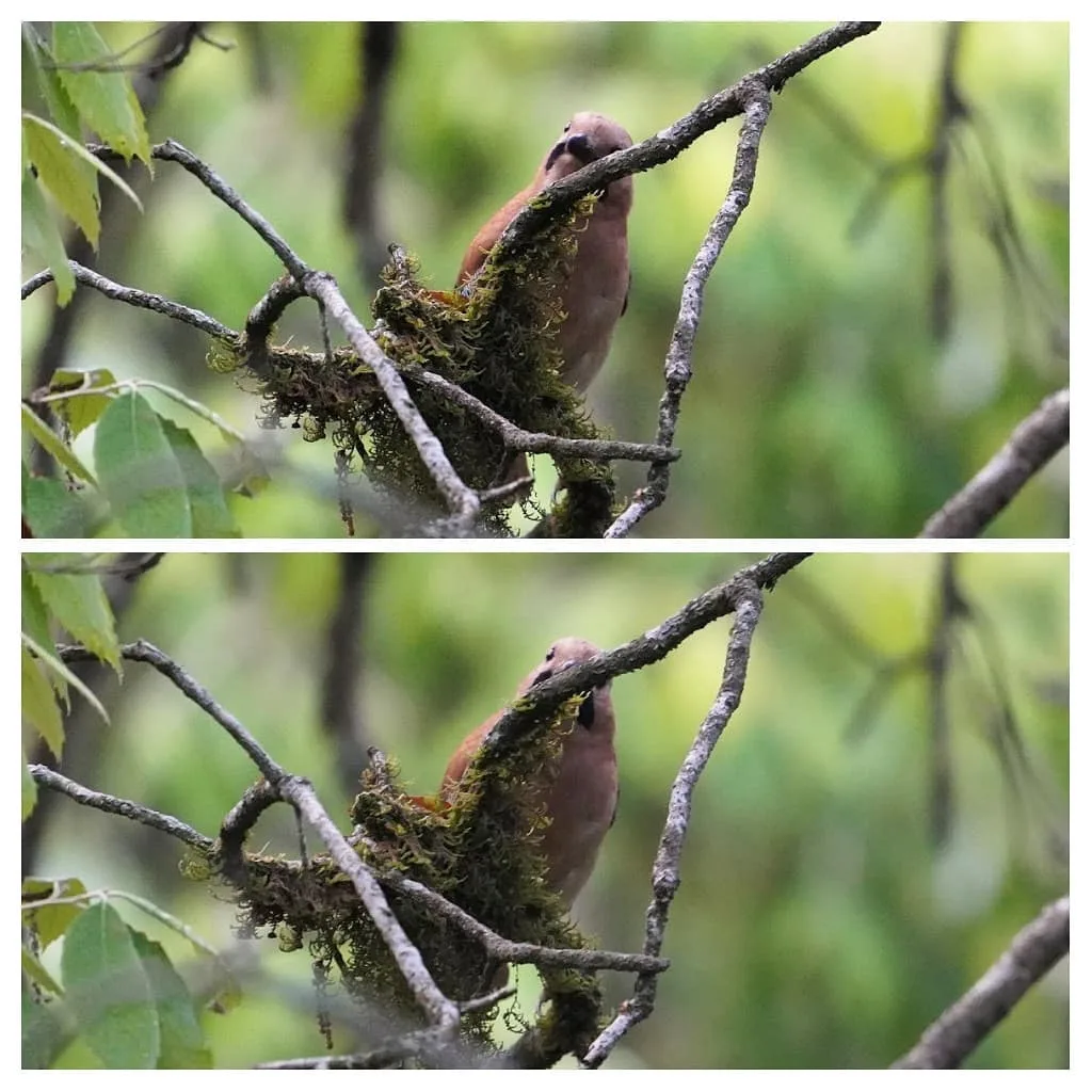 Peek-a-boo