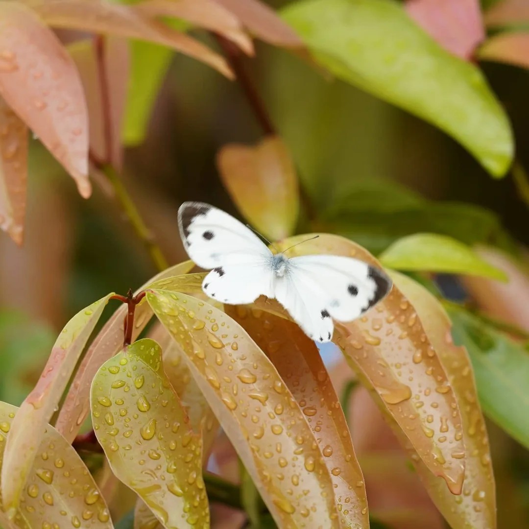 Flutterfly