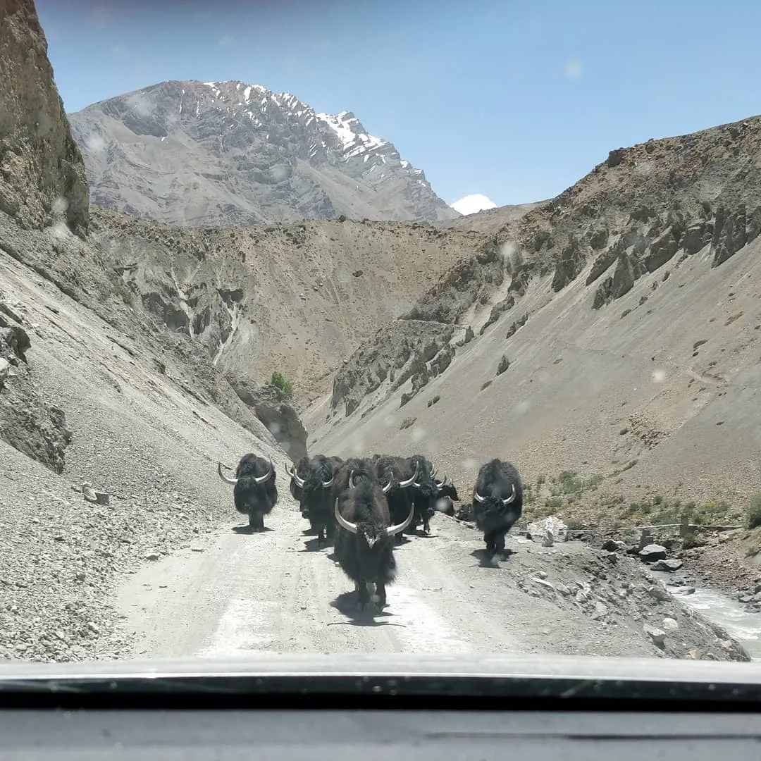An interesting #traffic #jam

#trafficjam #yak