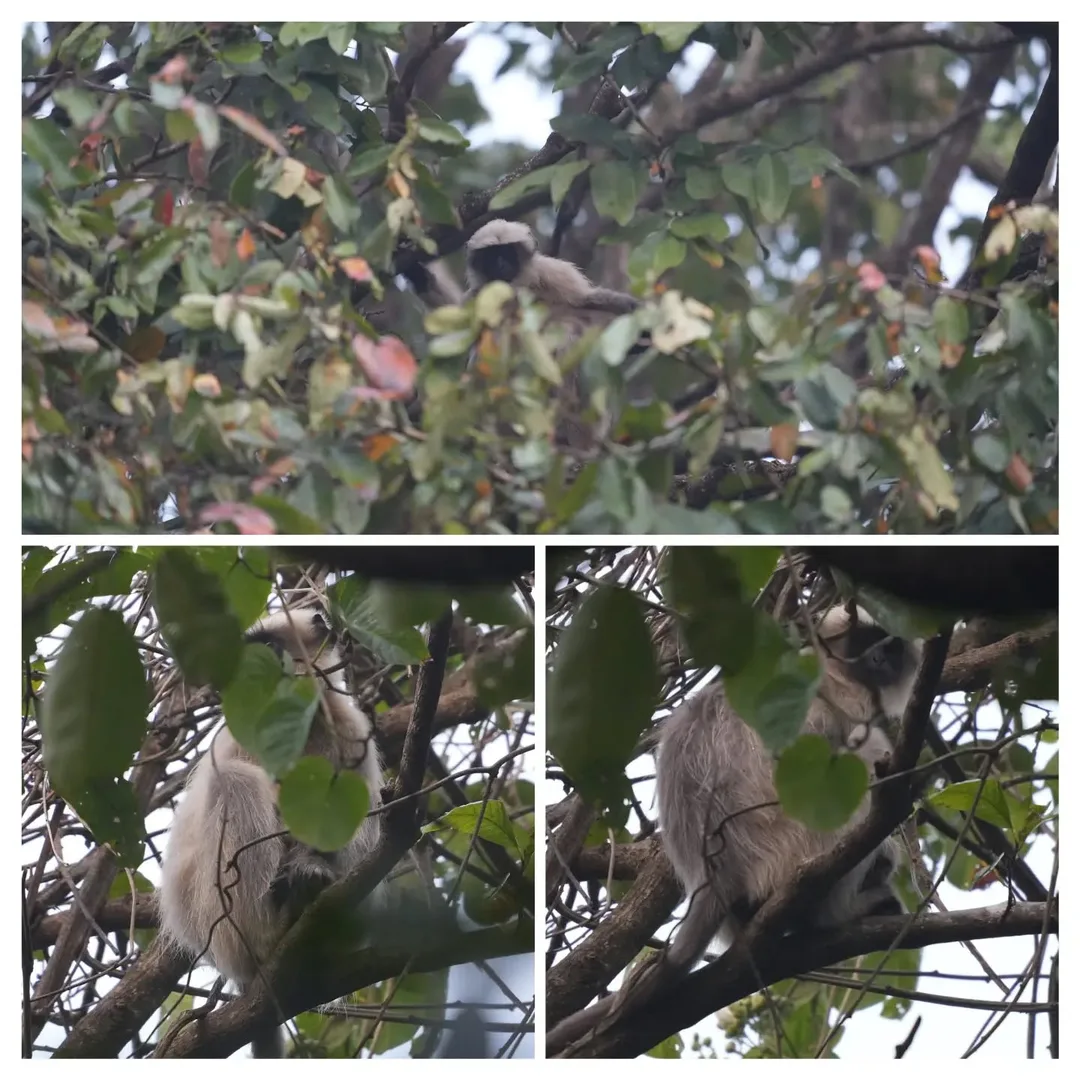 The Southern Plains Grey #Langurs also took full advantage of the foliage in the forests of #Dandeli to hide.

#nature #naturephotography #wildlifephotography #wildlife #indiaclick