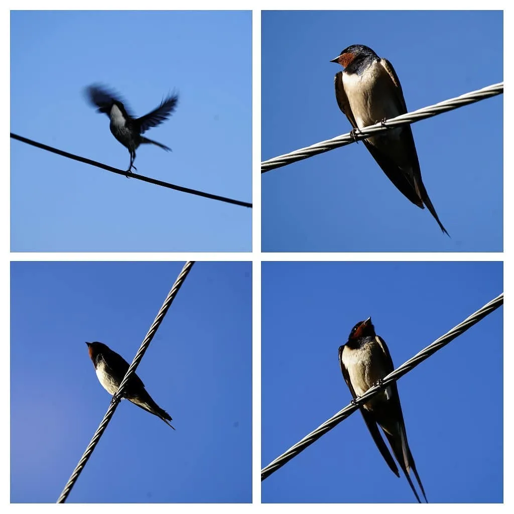 To perfectly capture a swallow in flight is a life goal 😁