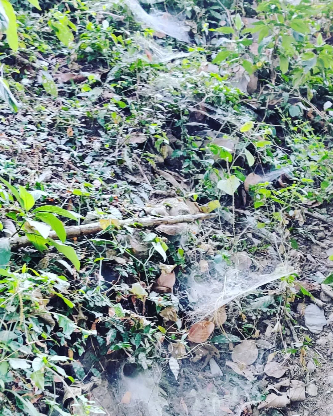 Oooh spideys