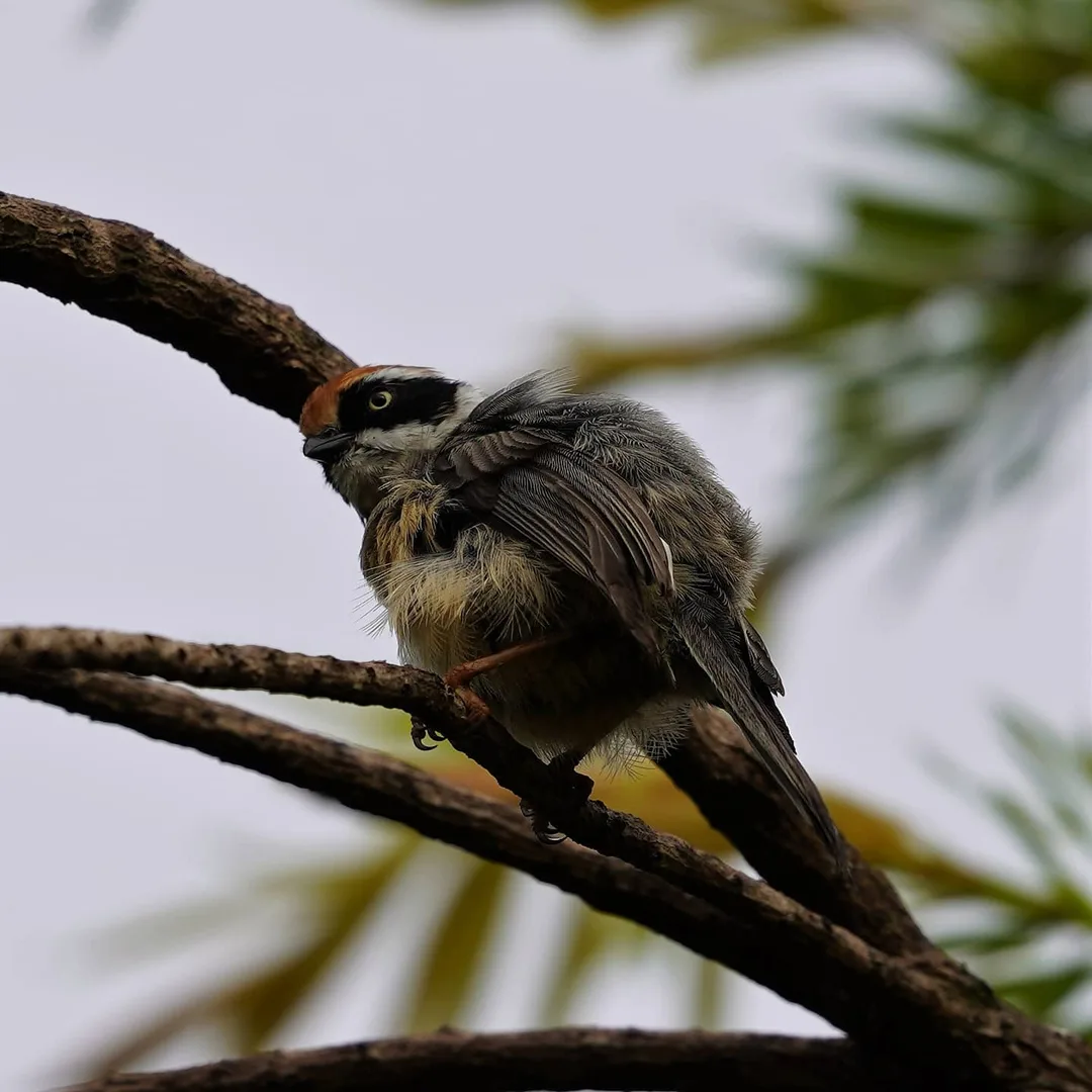 The Black-throated Bushtit, all wet in the rain.