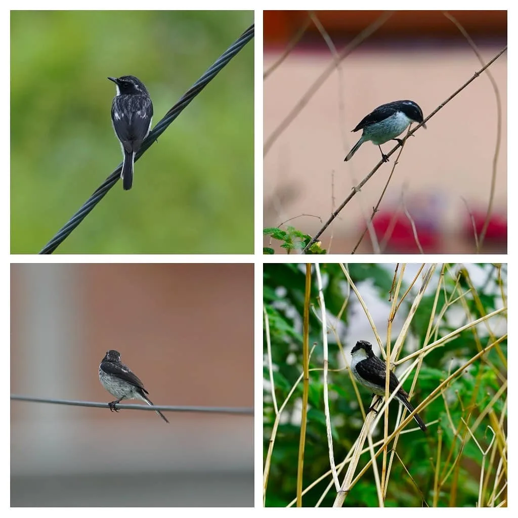 The Pied Bush Chat