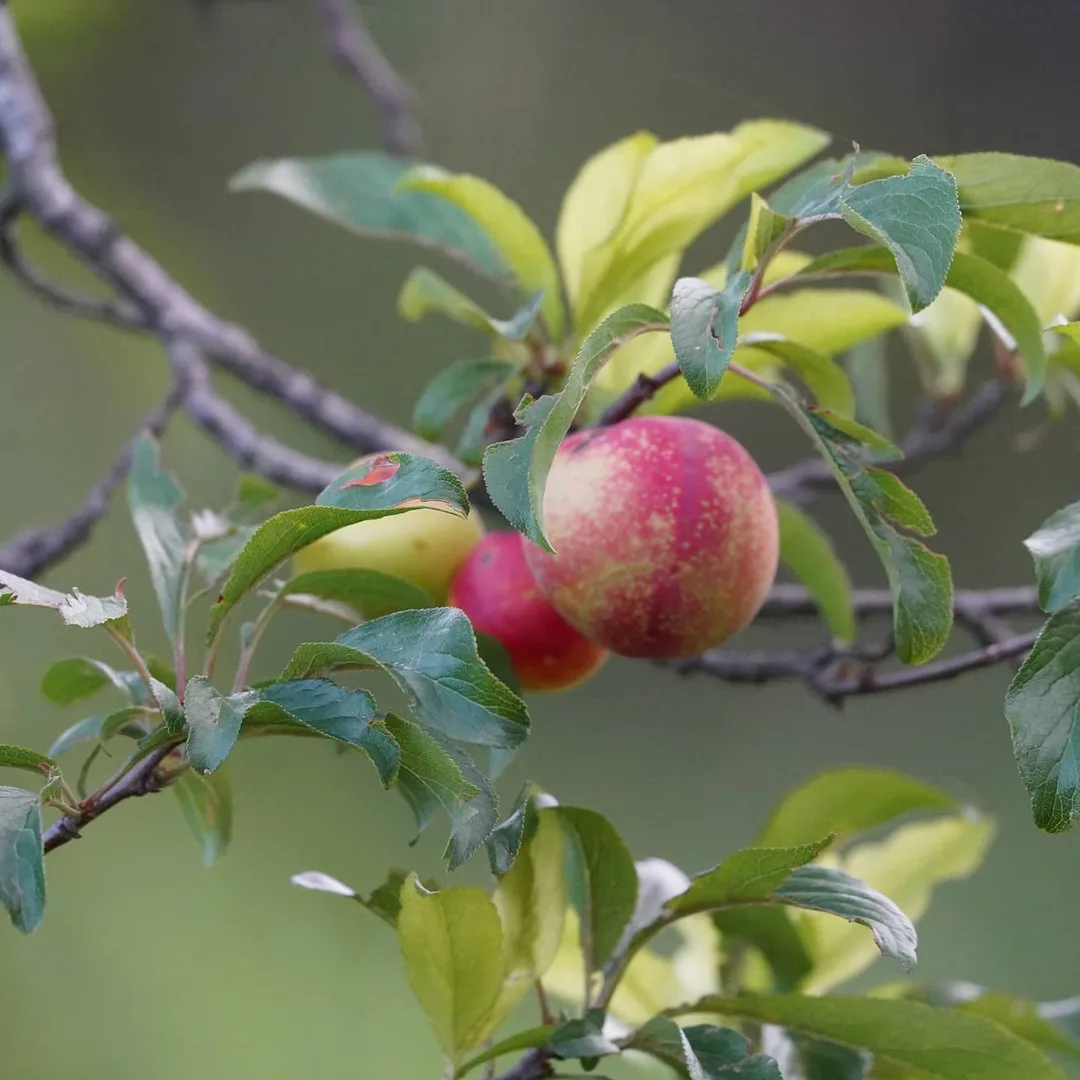 Do these look yum or what? If you're a bird, this is what you feast on all day in the mountains.
