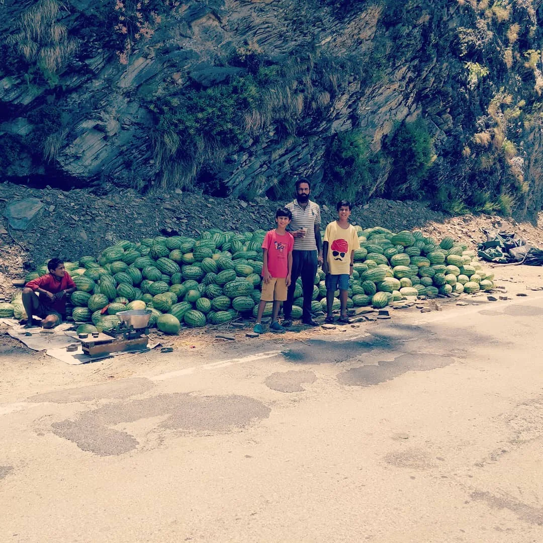 @fakeera_baanwra I fed the 🐒s #watermelon for #lunch. Does that make you happy?

#vanlife #Theog #HimachalTourism #HimachalPradesh #roadtrip