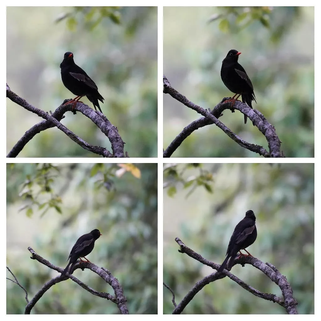 A Blackbird giving poses in the jungle