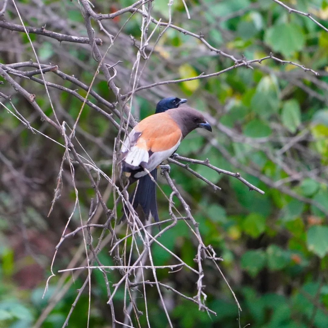"Whaddaya say buddy. Do we go in?"

We were lucky to come across a hoard of birds and animals, clustered around the foliage under a tree. I suppose an animal had died there, and th