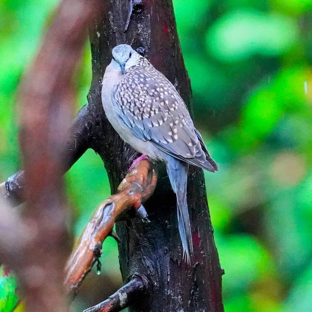 Just hanging about. Doing my thing. Being plump.