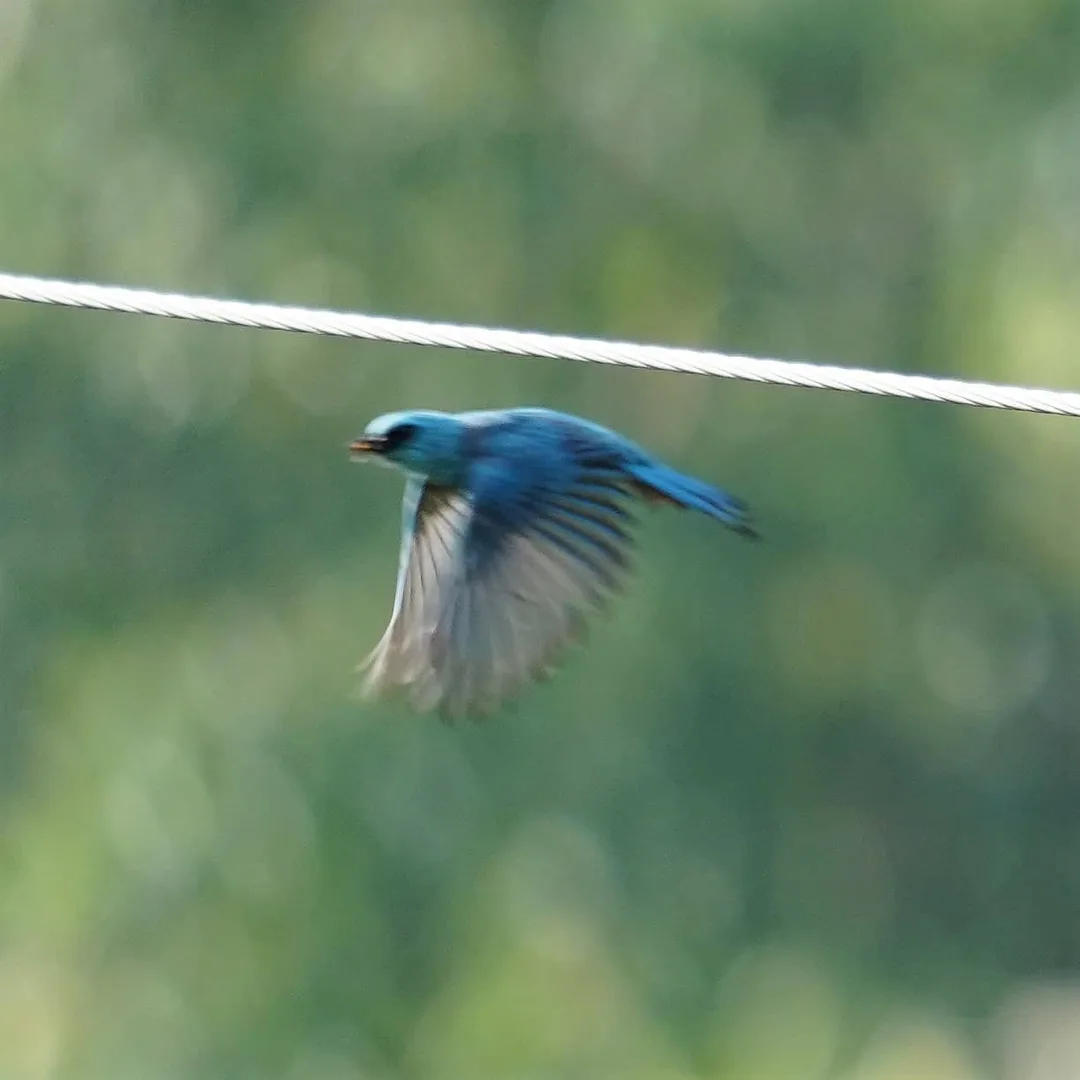 The Verditer Flycatcher, on its way to catch a fly