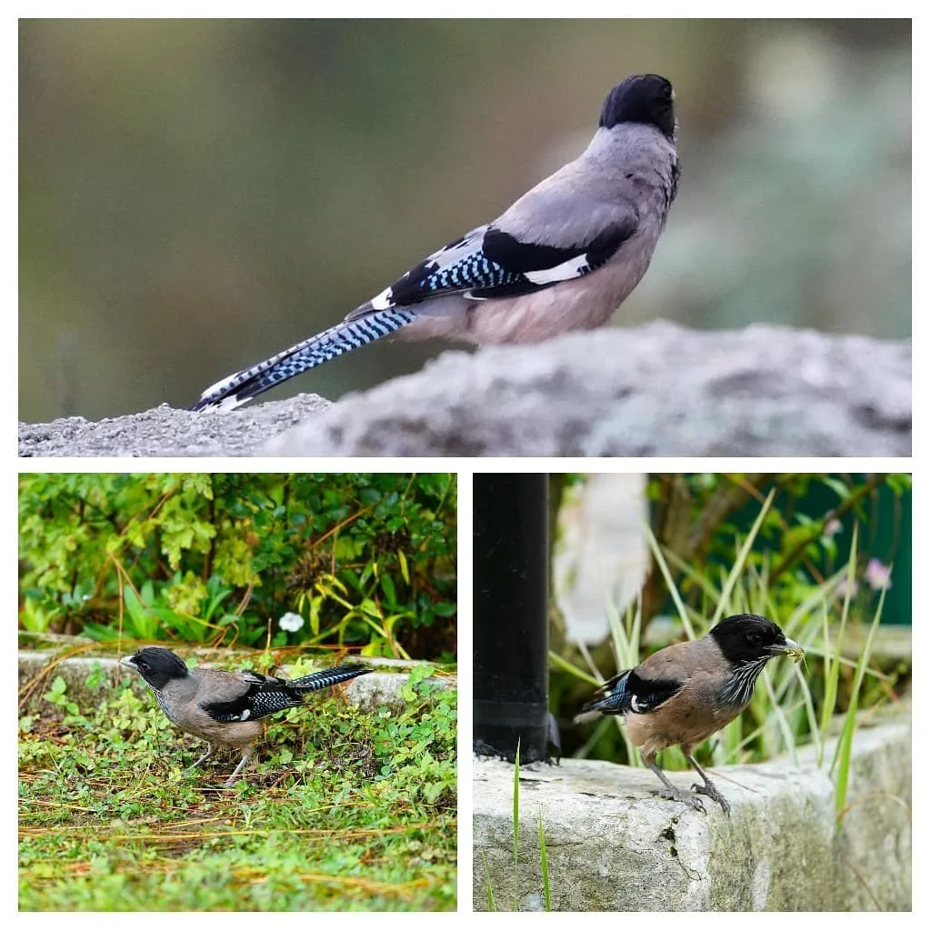 A Black-headed Jay with a grub in its mouth
