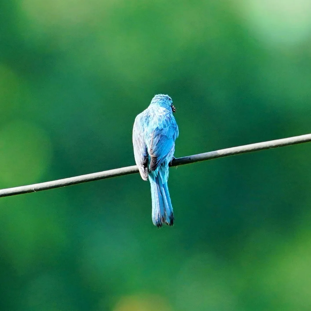 One last pic of the Verditer Flycatcher