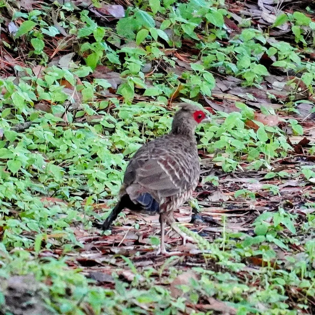 Yes yes yes! Finally captured a Khalij Pheasant, तीतर.