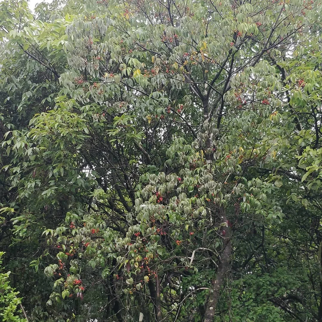 #berries. Good to look at, but very bitter.