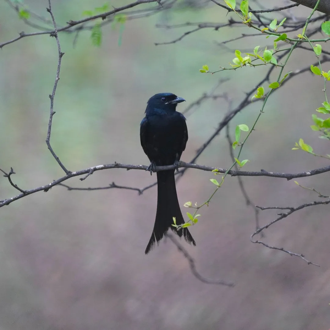Black Drongo. Contemplative.