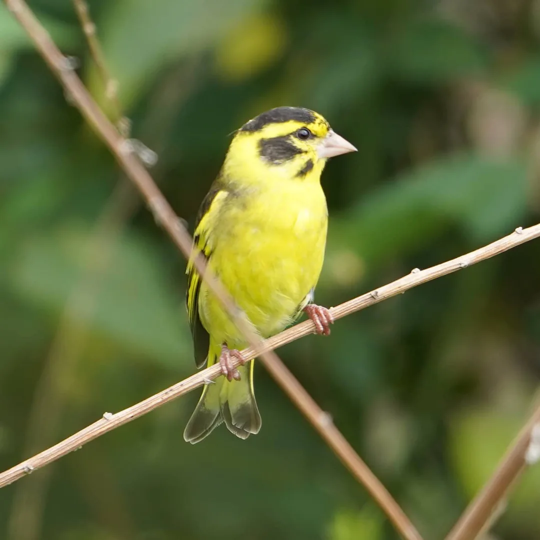Yellow-breasted Greenfinch. Got a better look today.