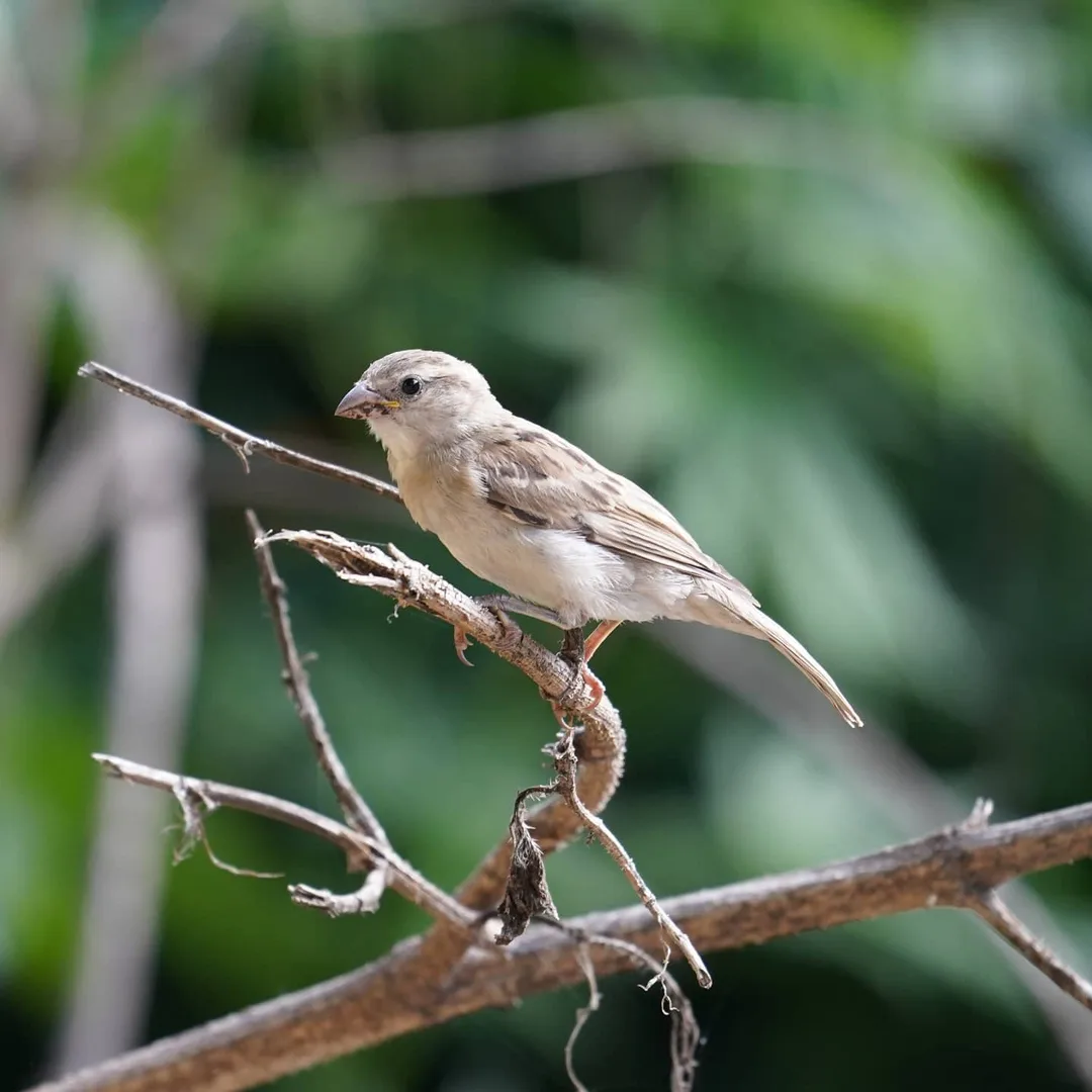 The humble #sparrow. But then, where do you get to see it in the cities any more.