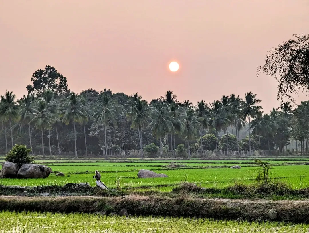 Spot the #langur chilling out in the #paddy #fields, as the #sun sets over the #Tungabhadra in the background