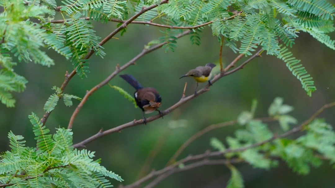 "Sharing is caring". "No, you're the wrong species, dimwit. Birds of a feather flock together. Look at yours and look at mine."

Actually the Robin did not reply to the Sunbird. If