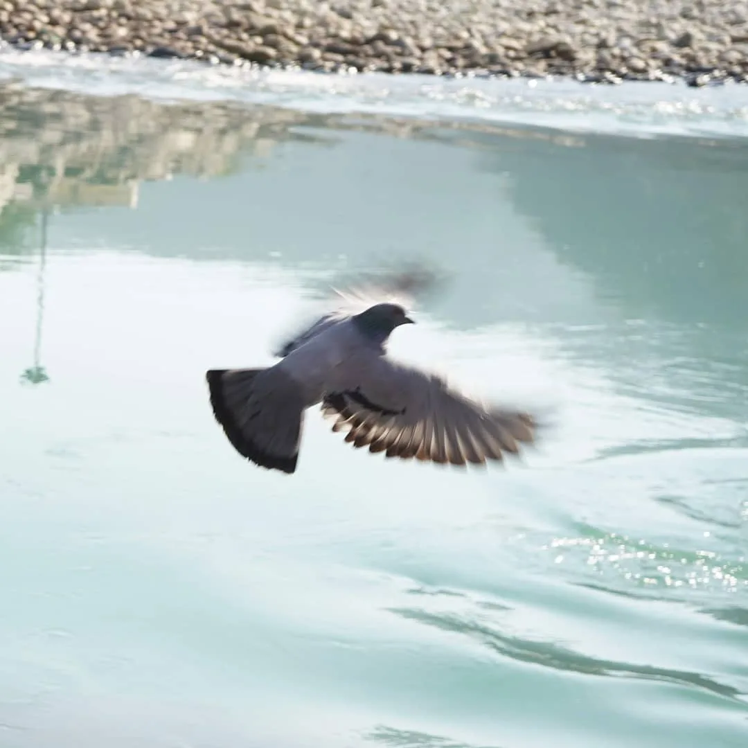 A bird flits across the newly born Ganga

#uttarakhand #uttarakhandheaven #bird #travel #photo #nature #wanderlust #wild #photography #photo #incredibleindia #travel #travelphotogr