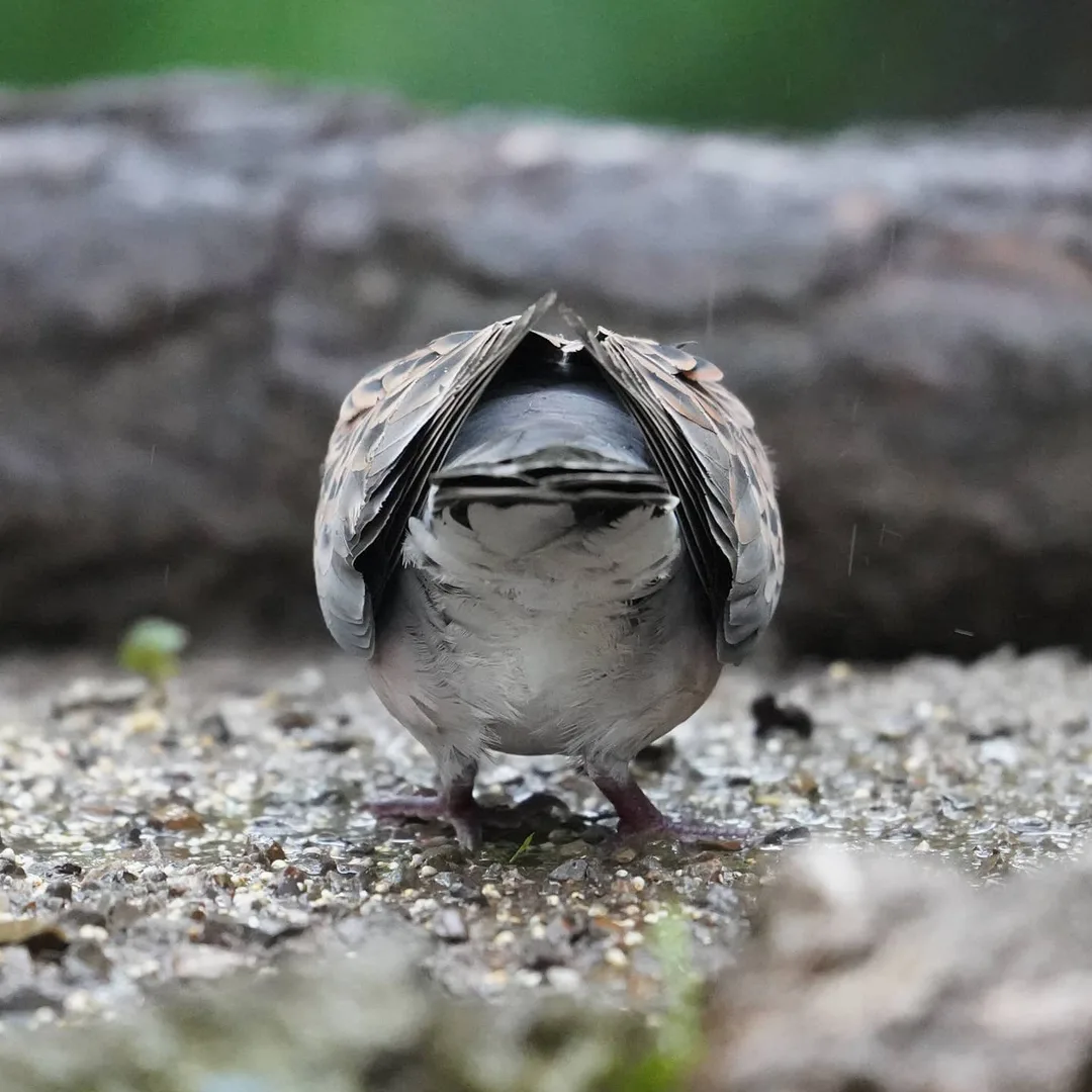 You have been #mooned