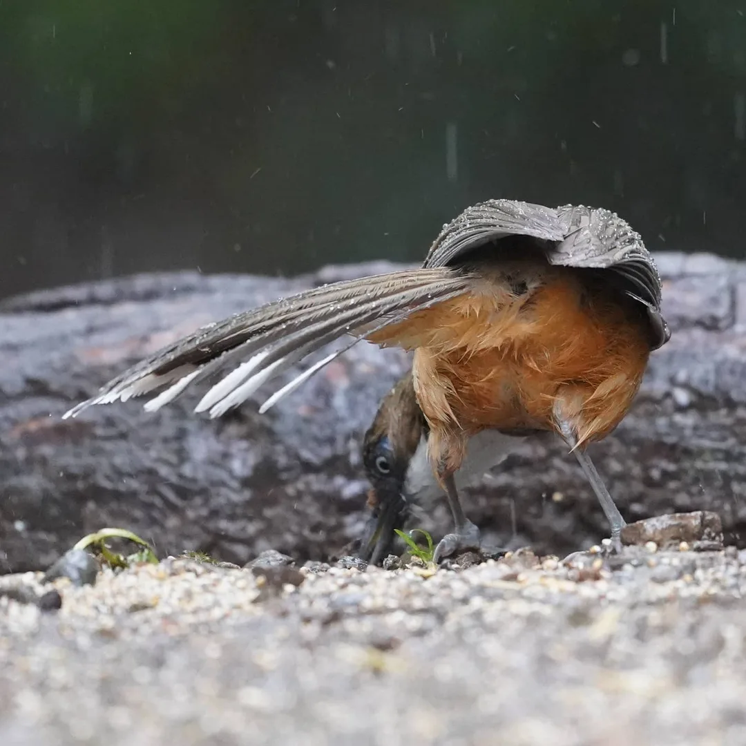 The mooning continues. This time by a White-throated Laughingthrush.