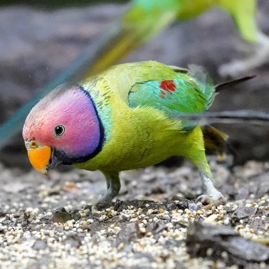 Le Plum-headed Parakeet, तोता. Who refused to eat the plums I offered it, eating बाजरा (millet) instead.