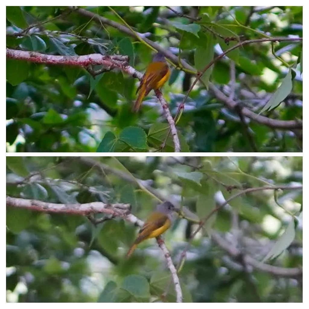 The Grey-headed Canary-flycatcher. Leeches are common in the Himalayas during the rains, and we should have been more careful. When M1 finally looked down to see leeches crawling a