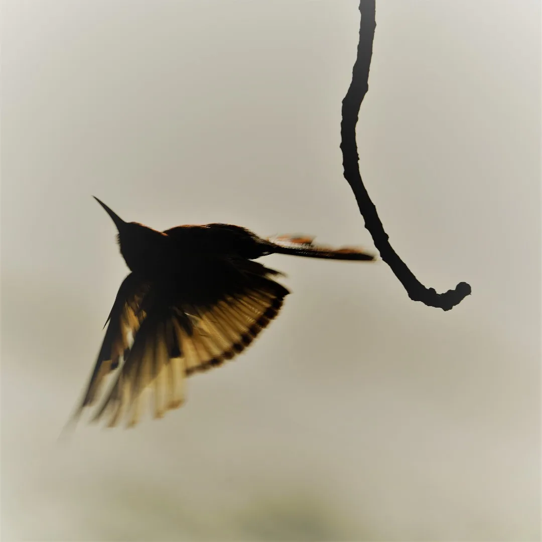 Icarus
