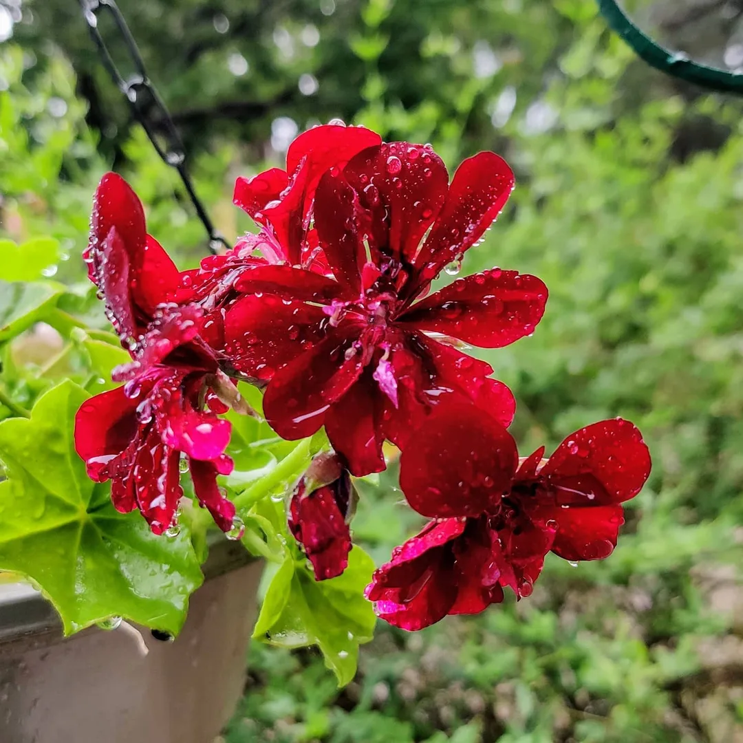 To rainwashed mornings
