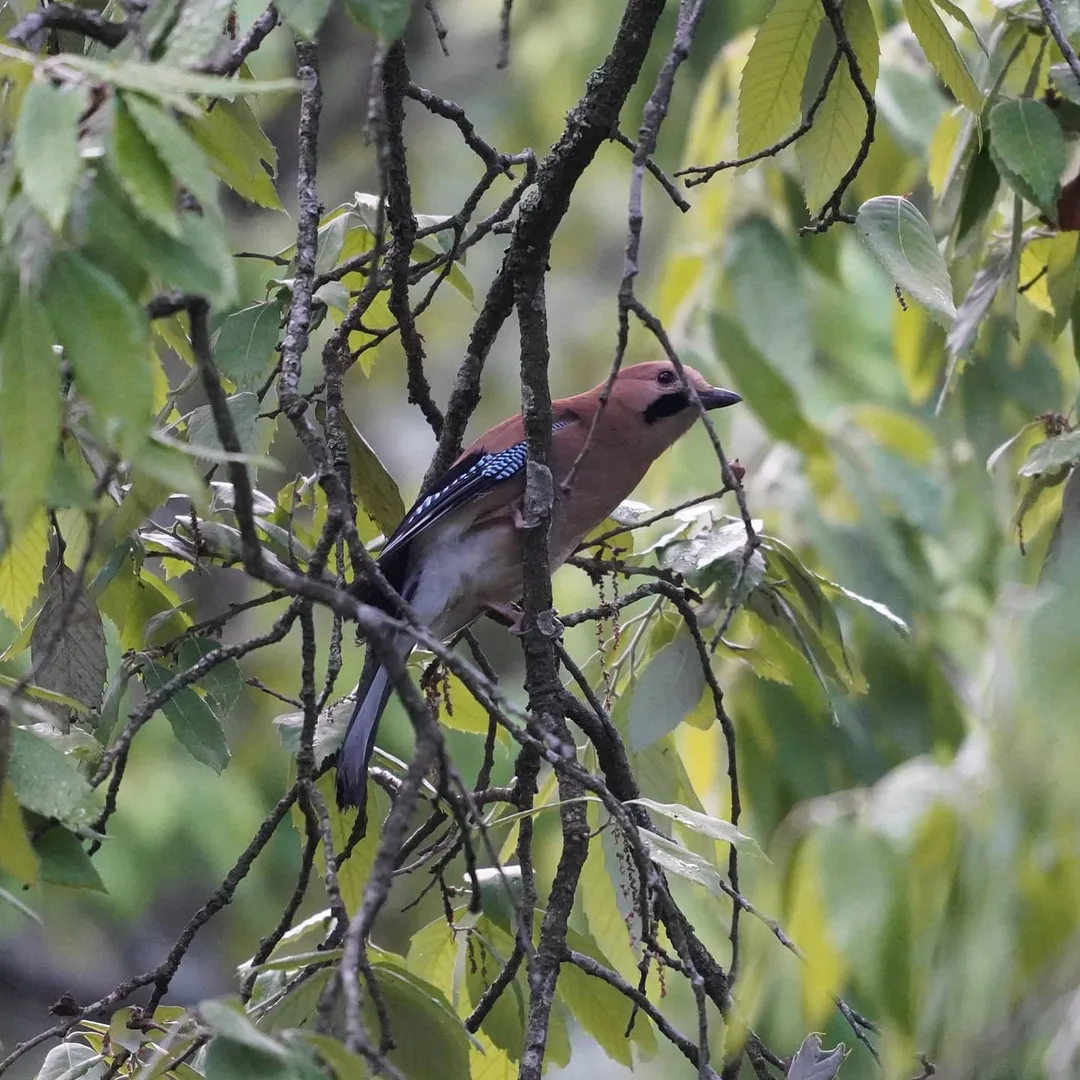 The Eurasian Jay