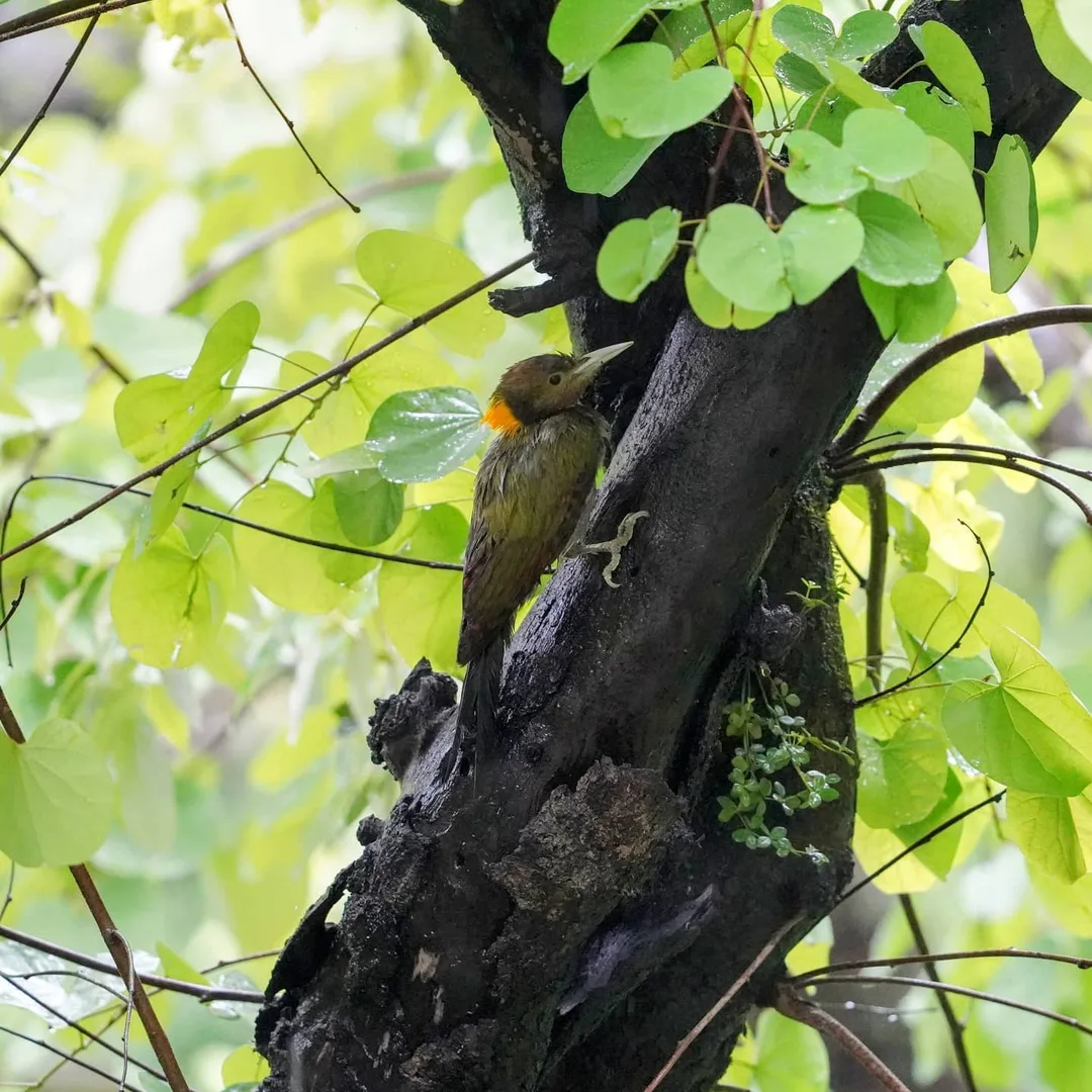 Are you having trouble spotting me on the tree? That's the whole point genius. Its called camouflage.