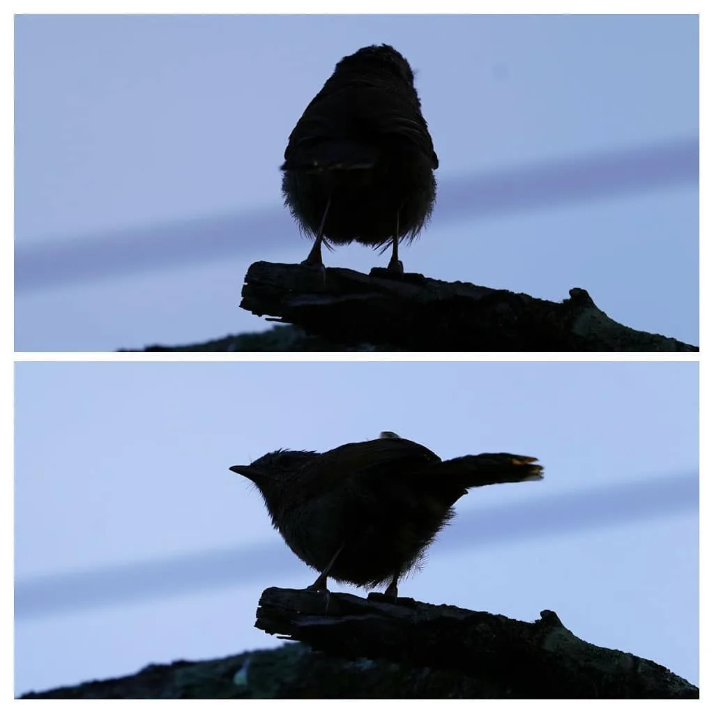 गोबदू wren's सिलहुट्टी (silhouette)