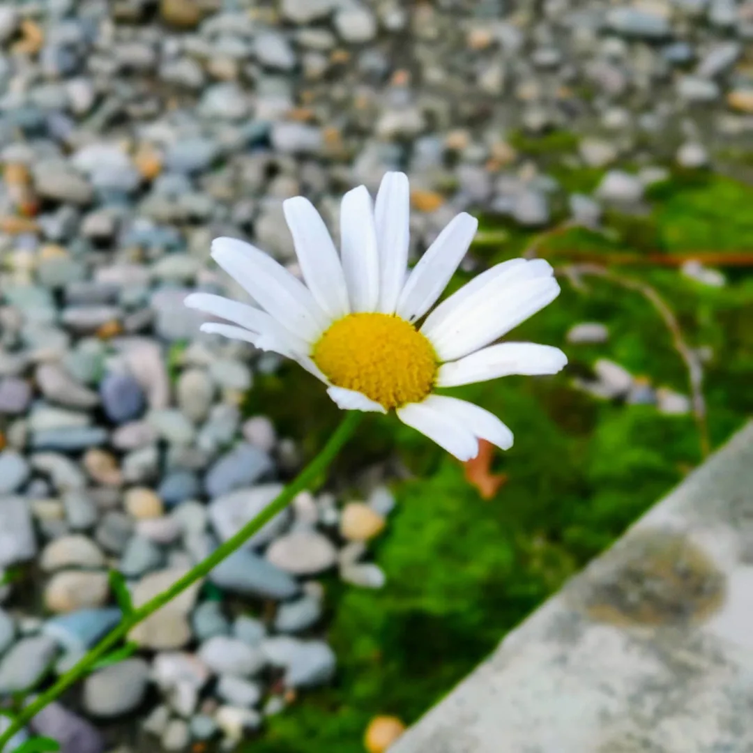 In capturing this Ox-eye Daisy, M1 realised how hard it is to bend over with a phone and get the right angle and depth.