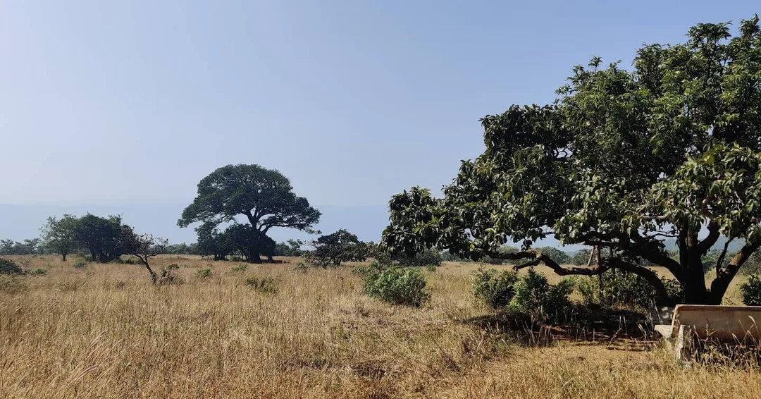 Our forest guide told us that the forest is walking into what were earlier farms. It is slowly reclaiming land at its edges. The forest department is not planting trees.