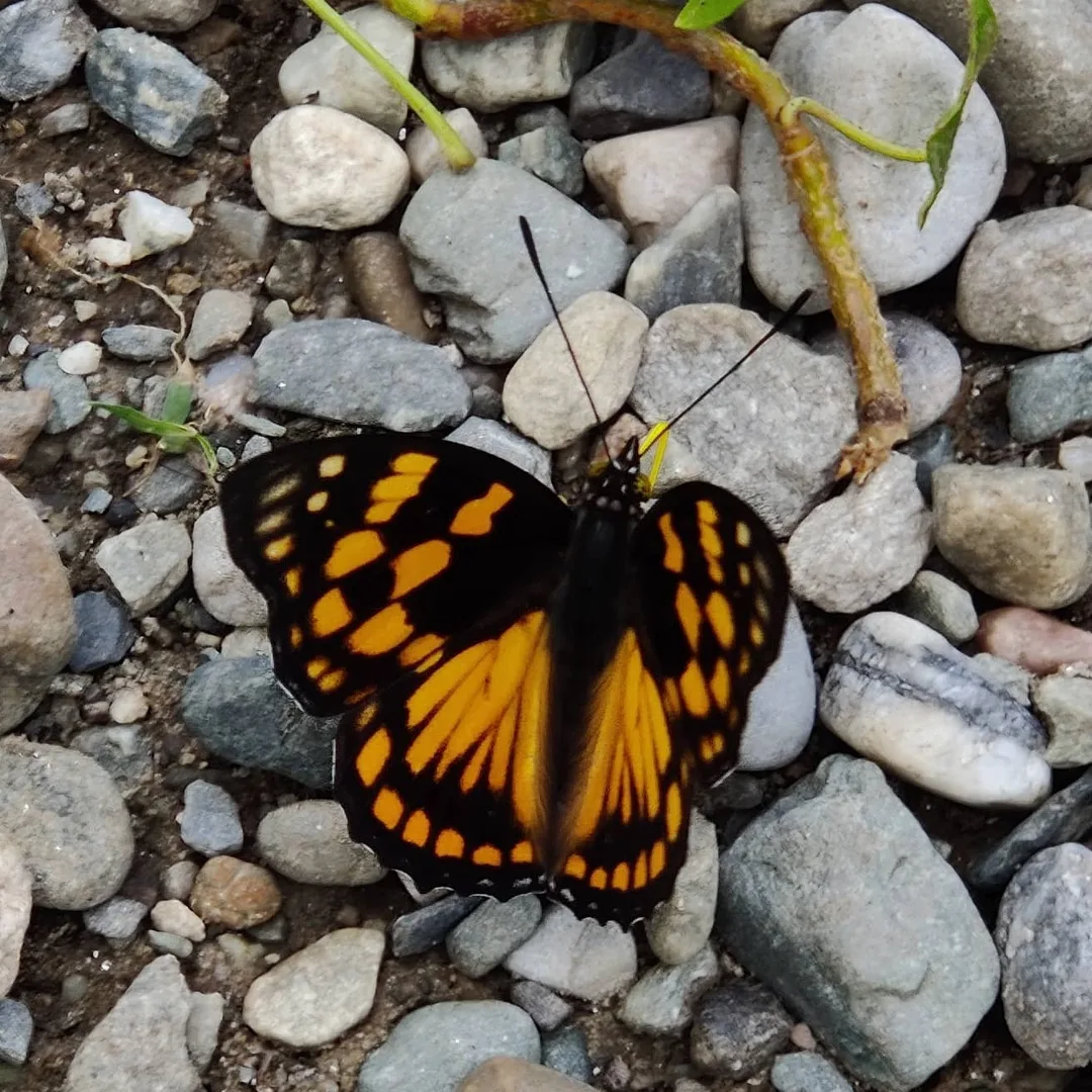 #butterfly #butterflies
