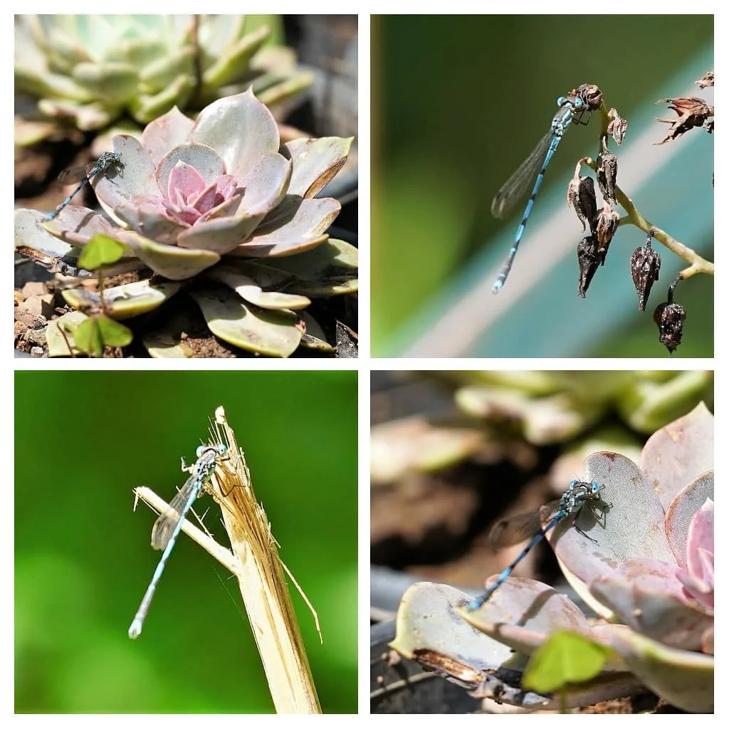 Little buggy
Blue buggy
Buzz buzz buzz

(sung to the tune of soft kitty)