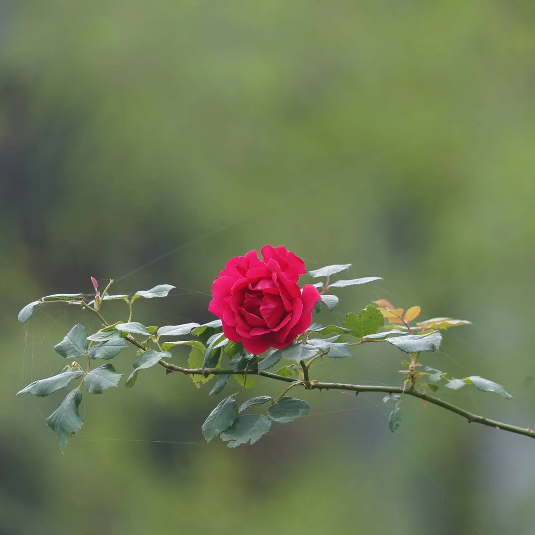 गुल और जाले