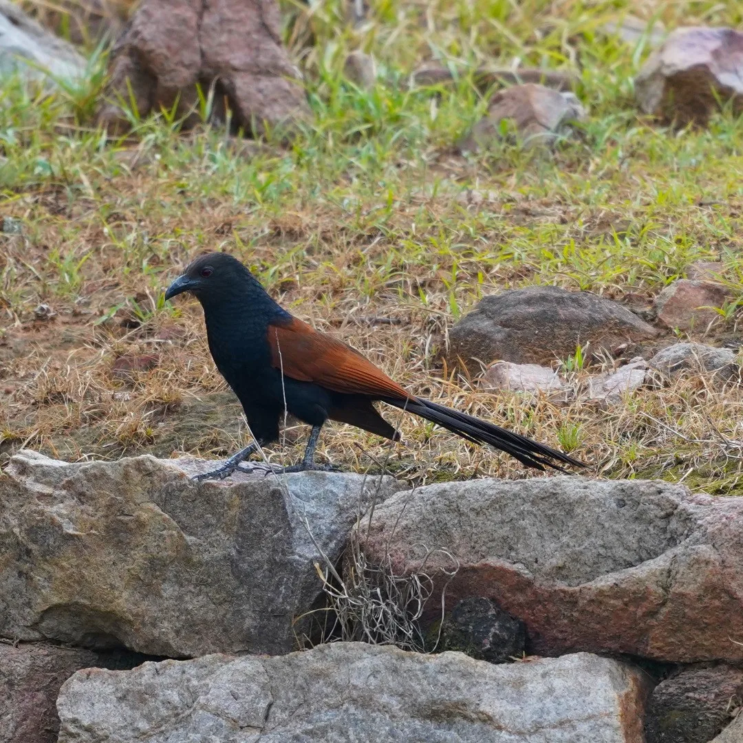 The Greater Coucal.