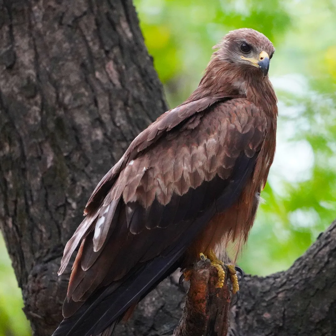 Black Kite. चील। This one was really close - so close that I had trouble taking a picture.

It was scavenging from a garbage bin - which is sad.