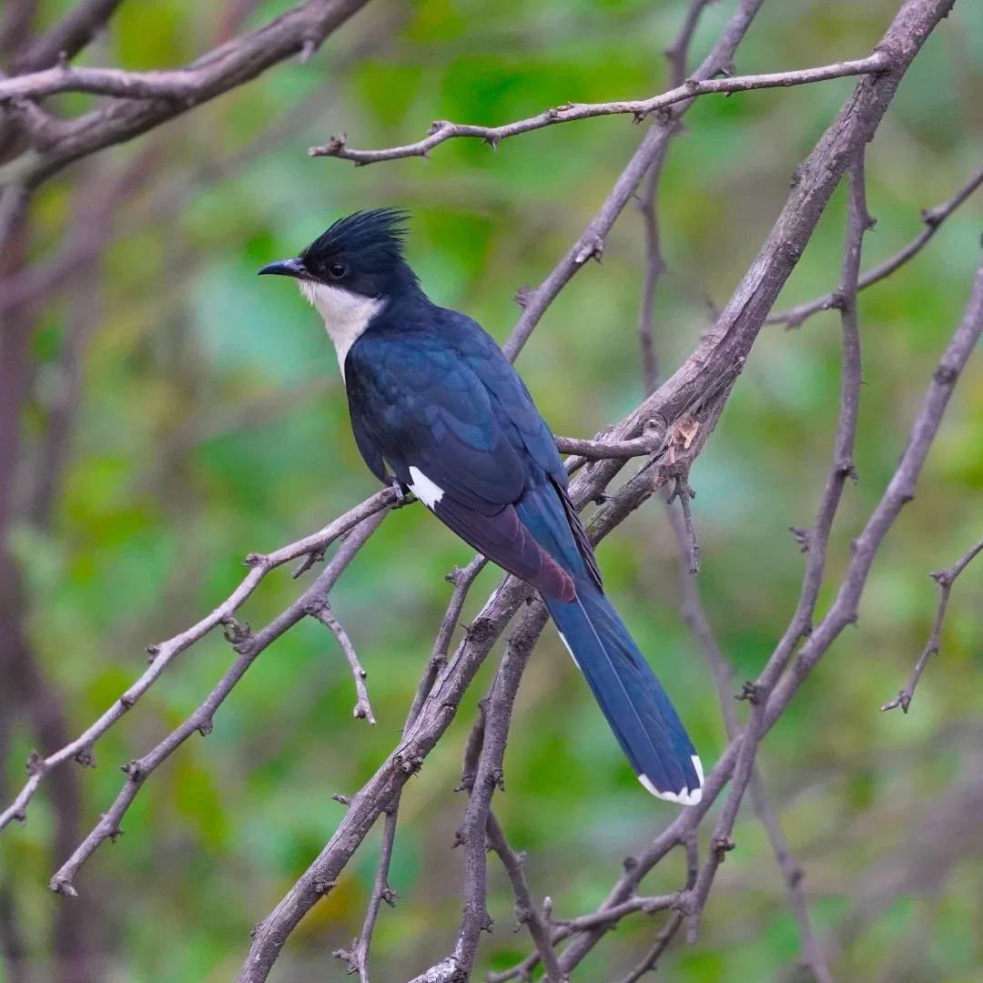 Would you mind if I posted another couple of pics of the Jacobin Cuckoo. This is the first time I've seen this bird and it is indeed spectacular.